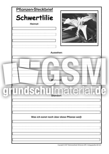 Pflanzensteckbrief-Schwertlilie-SW.pdf